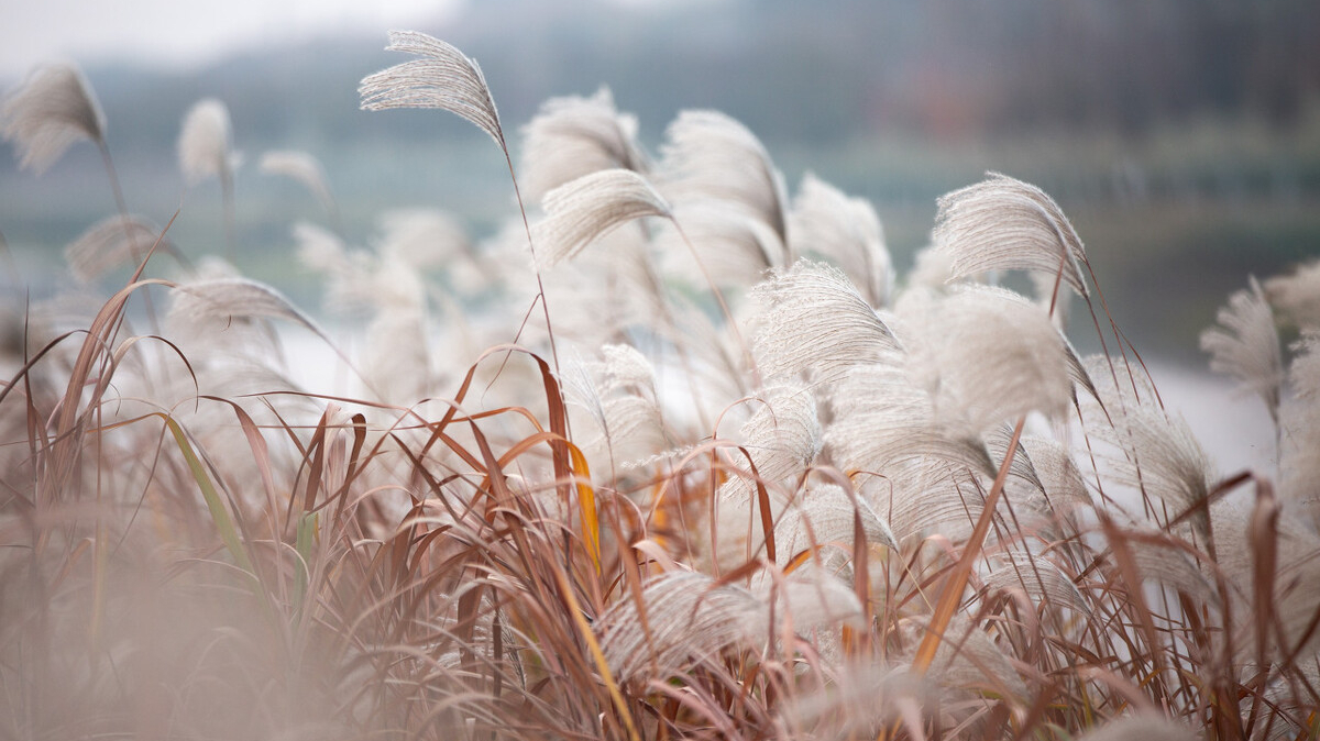 读关于芦花的古诗,品温暖的人间烟火,邂逅唯美的秋江晚景