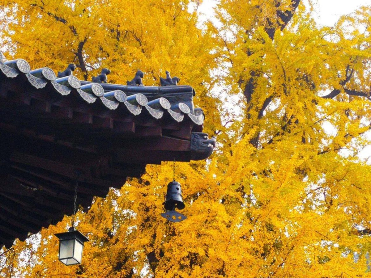 被千年银杏带火的寺庙,坚持不收门票被赞良心,就藏在西安