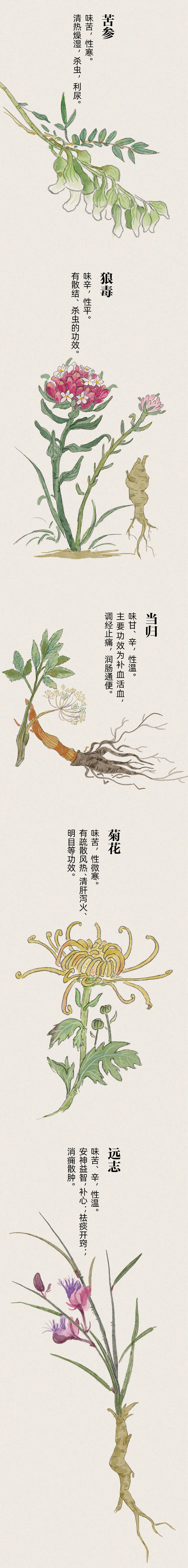 诗词中的中草药(附手绘长卷)