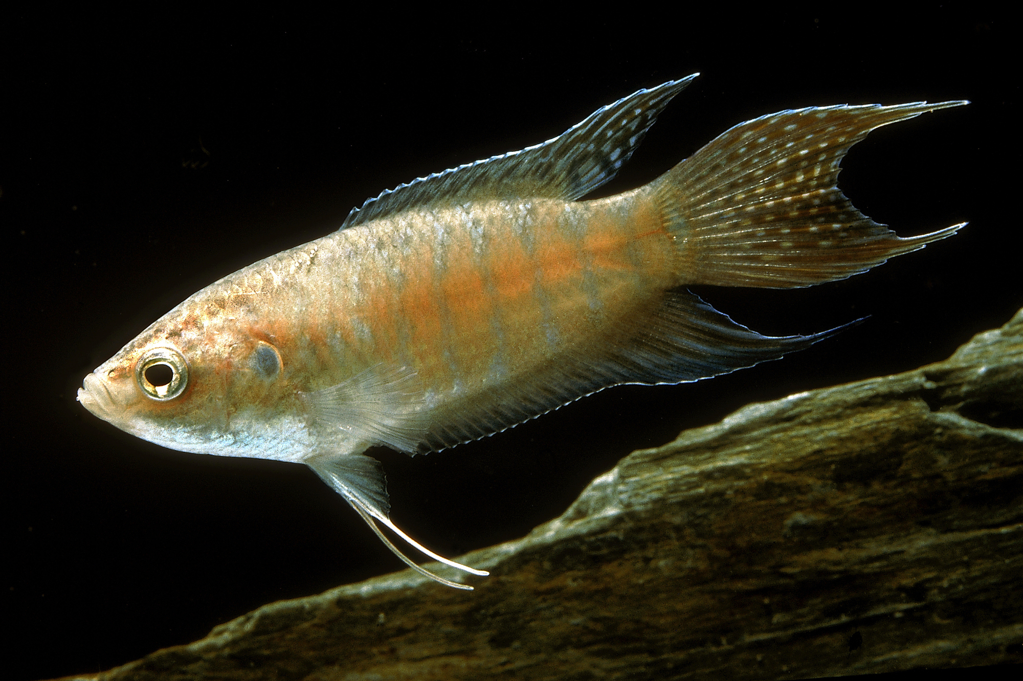 菩萨鱼曾局部泛滥,如今罗非鱼"反客为主",外来鱼危害有多大?