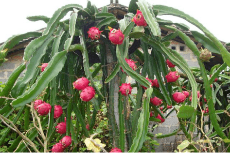 火龙果盆栽种植方法?知道了这些方法自己在家就能种植火龙果了!