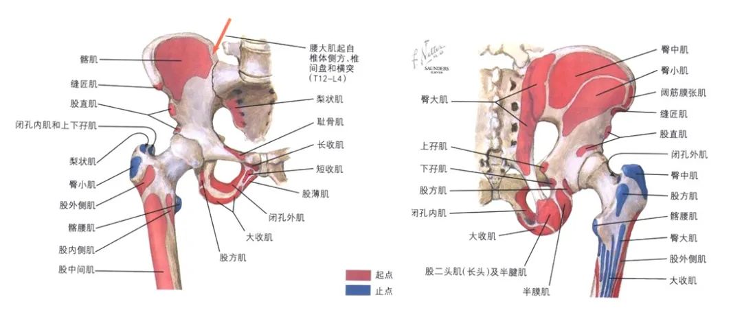 大胯总疼,您可能得了髋袖损伤