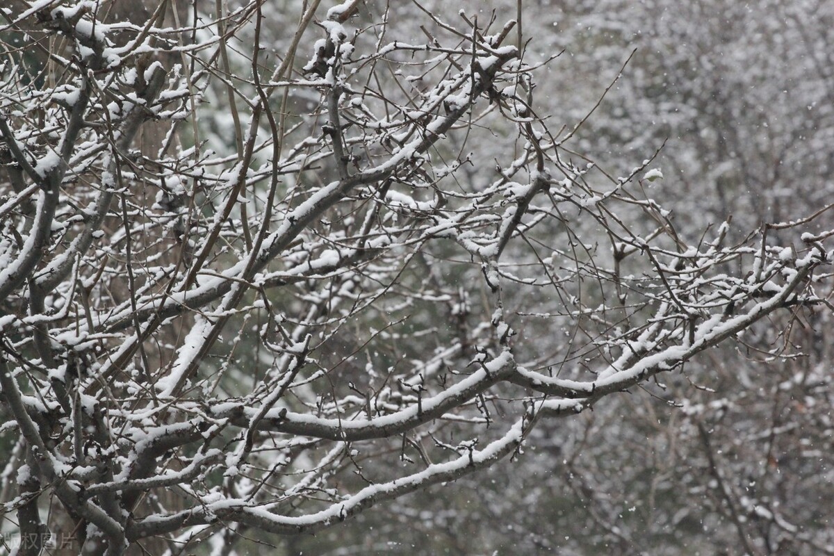 江苏南通雪压枝头俏 美不胜收