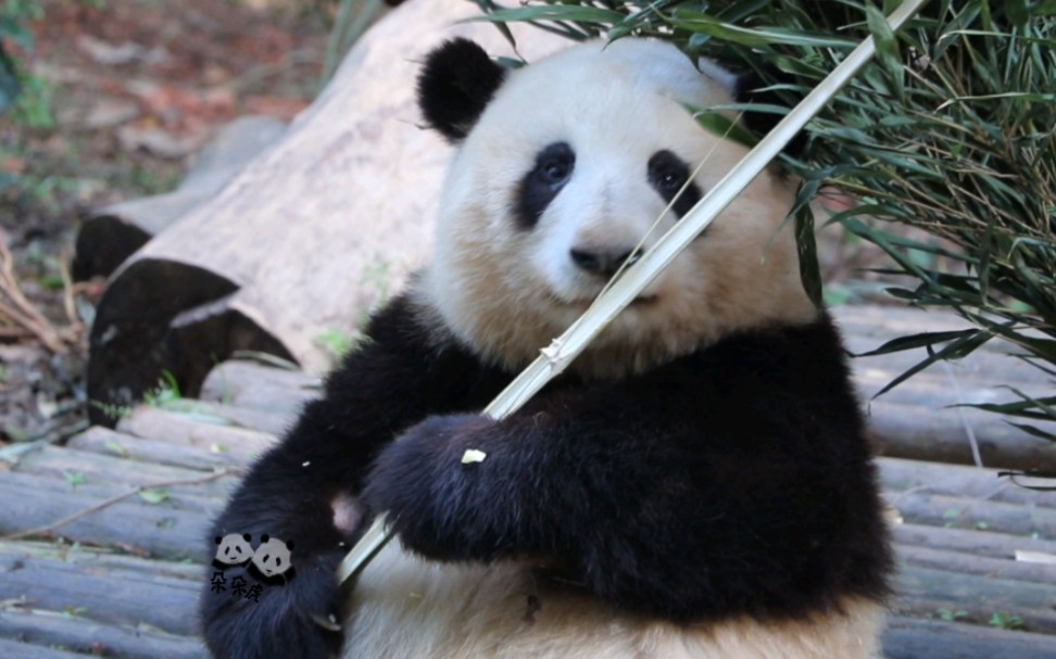 熊猫吃竹竿不扎嘴吗 熊猫吃硬竹子不会划伤扎嘴吗