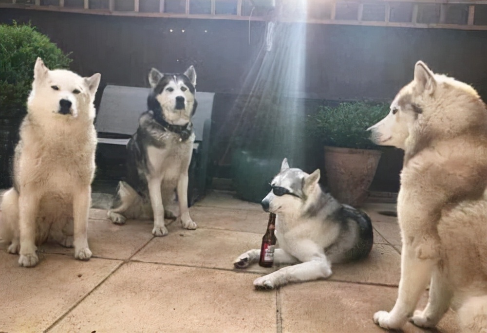 16张"傻狗"照片,测一测你笑点有多高