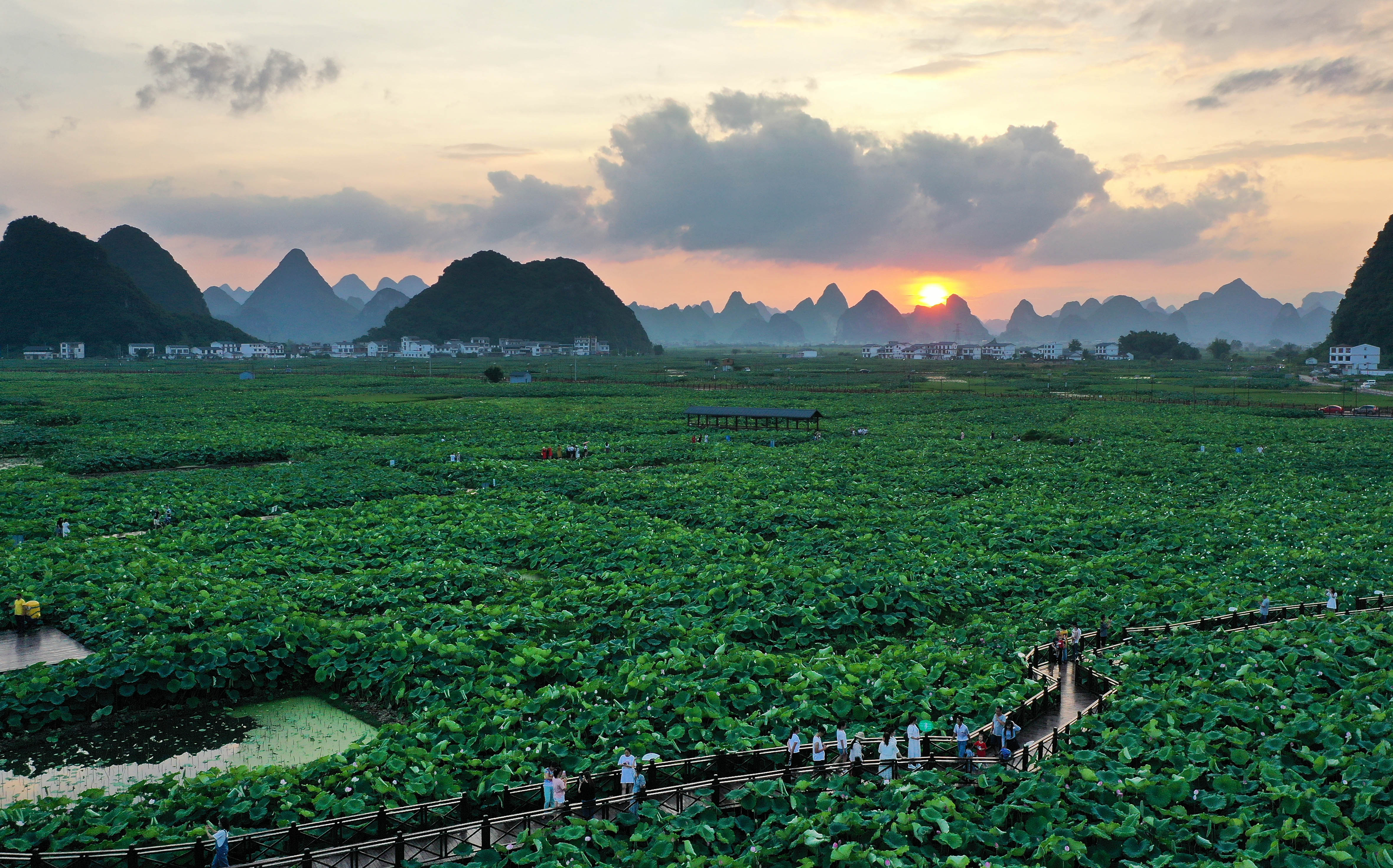 广西柳州:万亩荷塘迎客来(3)