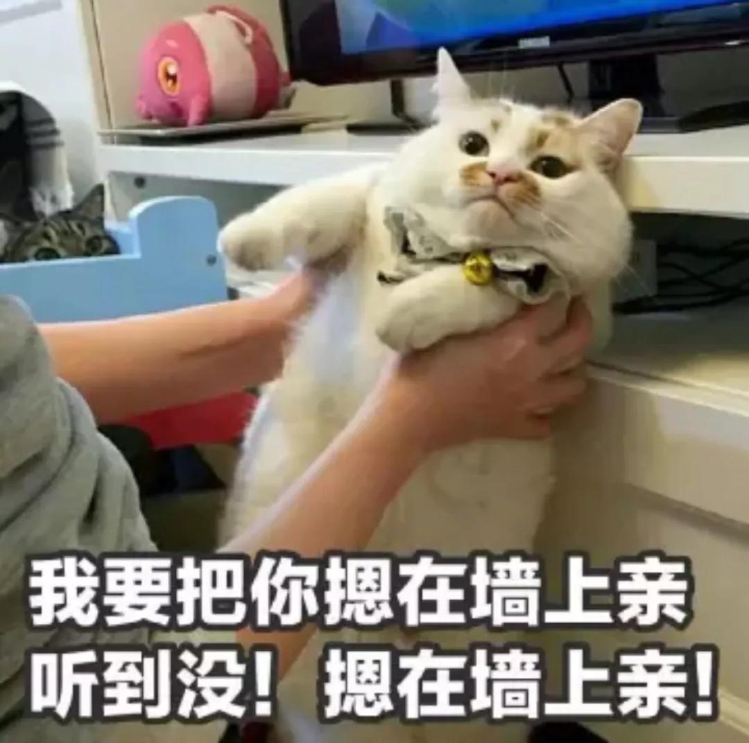 猫猫表情包:我要把你摁在墙上,亲亲