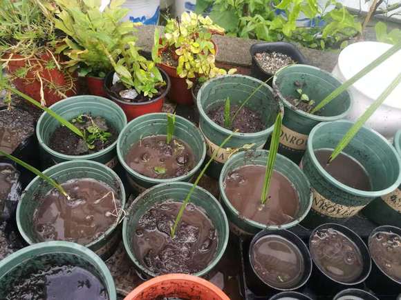 水果种植新行业,广西椰枣成功挂果,又将增加一种好吃的水果了.