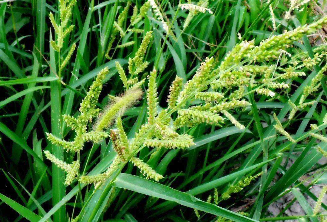 与水稻,小麦共生的稗草,农民常把它当害草处理,却不知价值珍贵