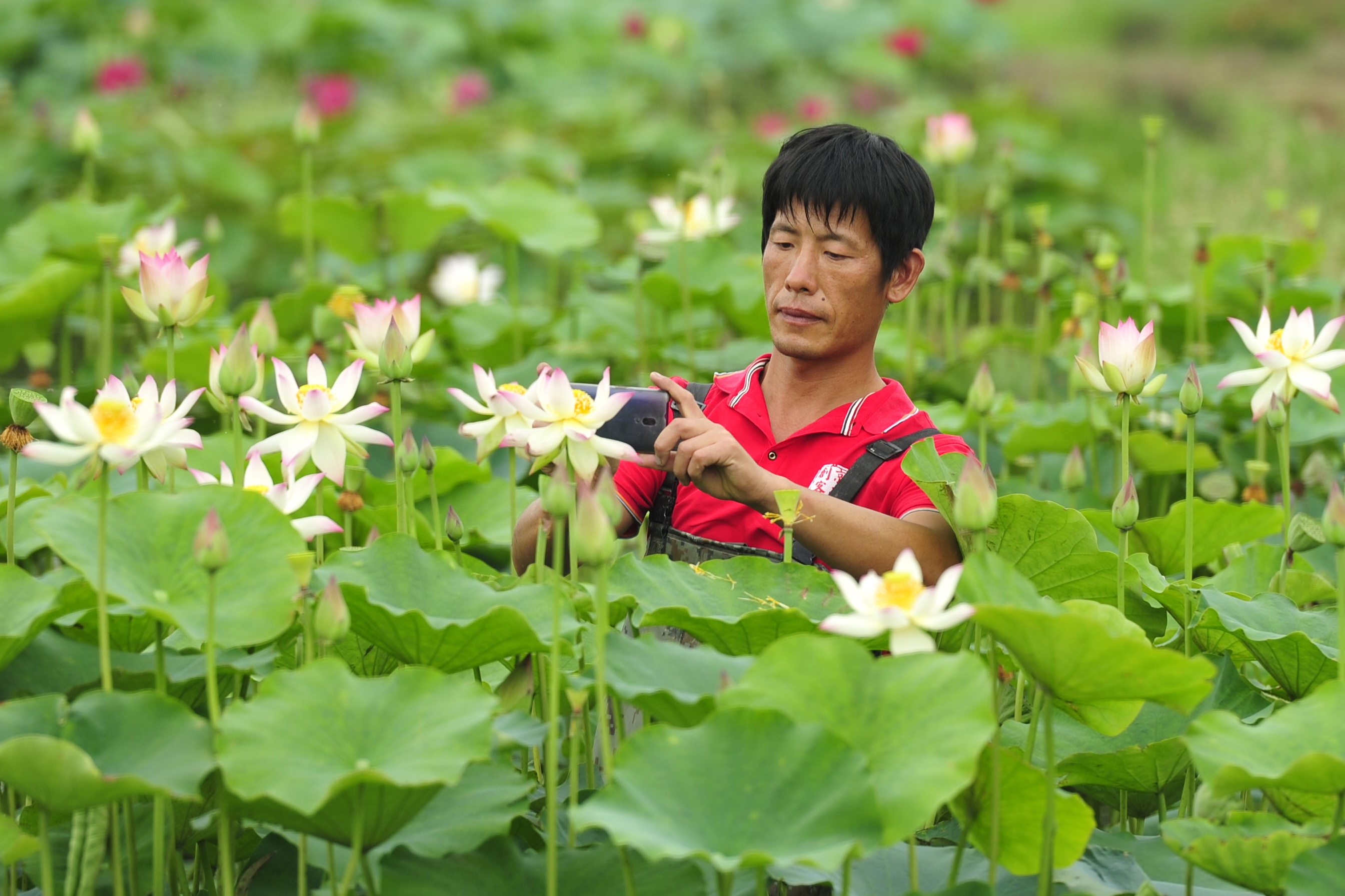陆宁:农民"养荷人"打造"荷花王国"