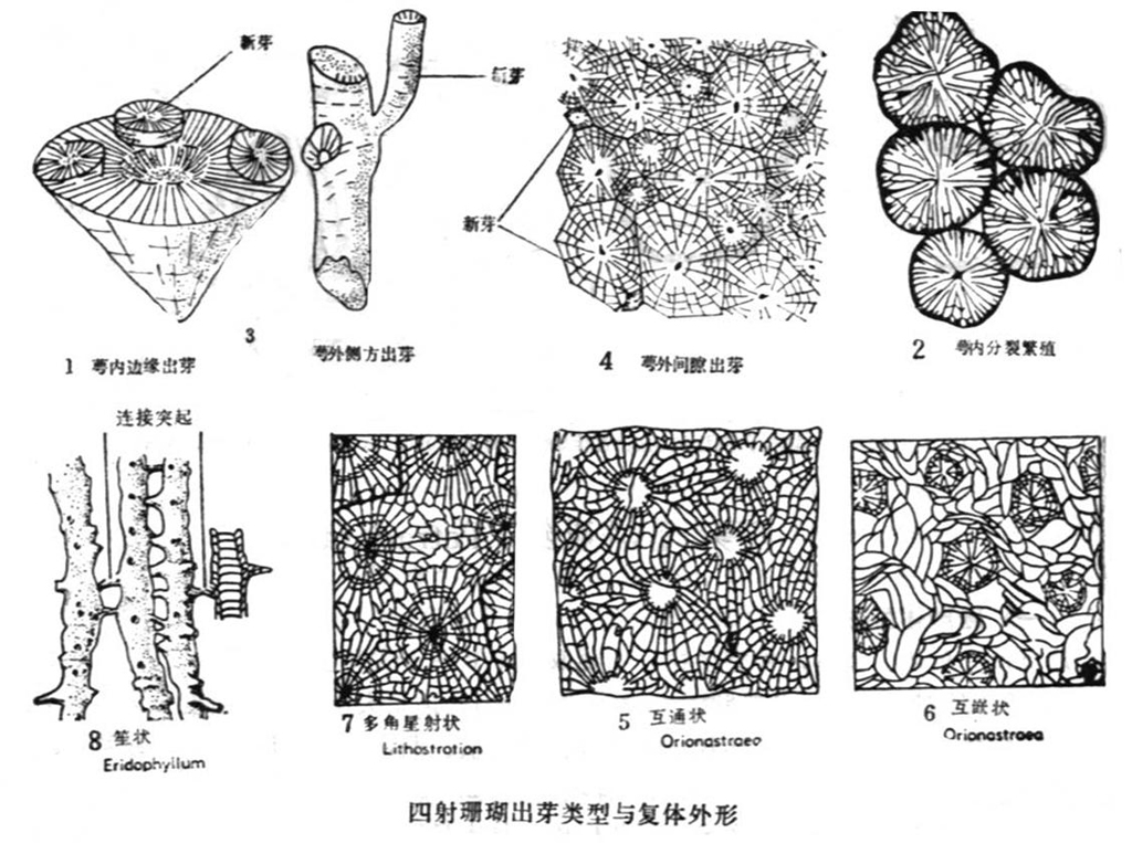 四射珊瑚化石图片