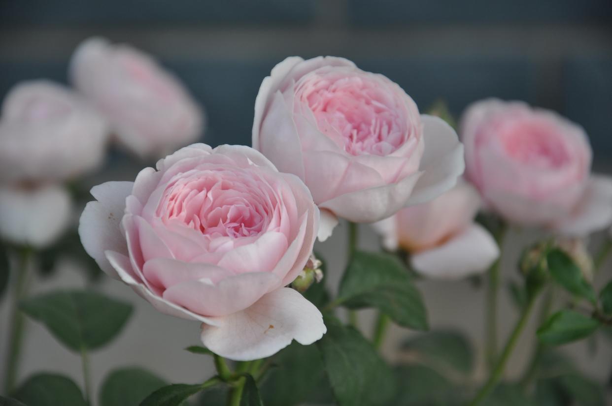 月季花界的"女神"—瑞典女王,又美又仙,四季花开,你值得拥有