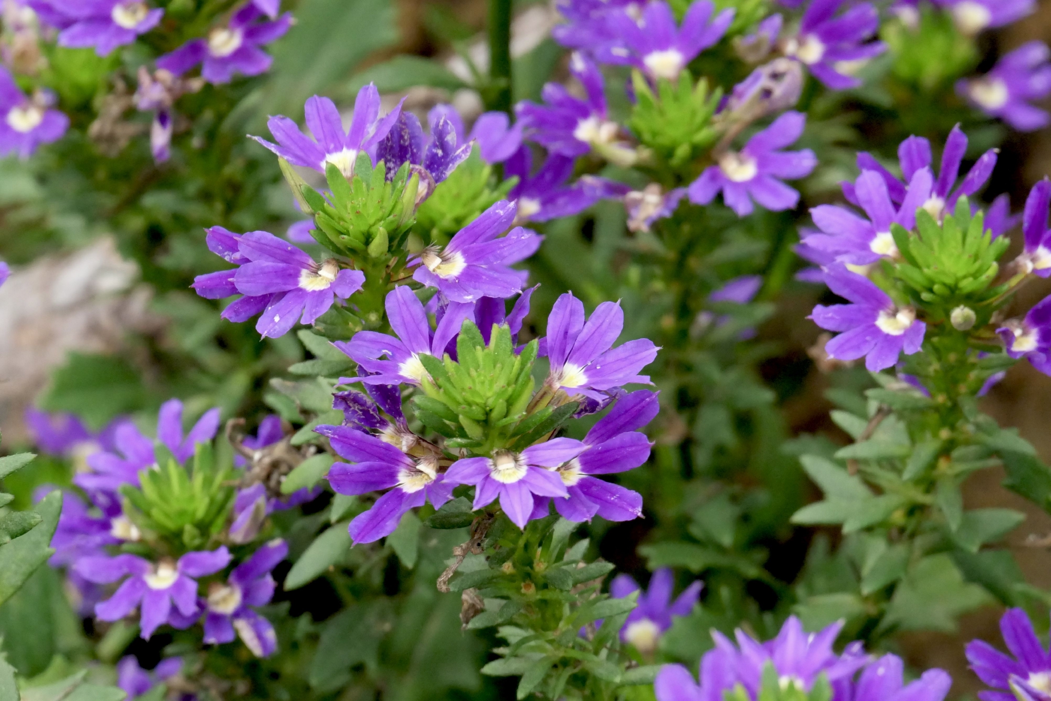 蓝扇花怎么养?盆栽蓝扇花的养殖方法和注意事项!