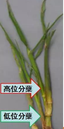 晶两优华占轻简化栽培技术:适时播种移栽,早促分蘖成大穗获高产