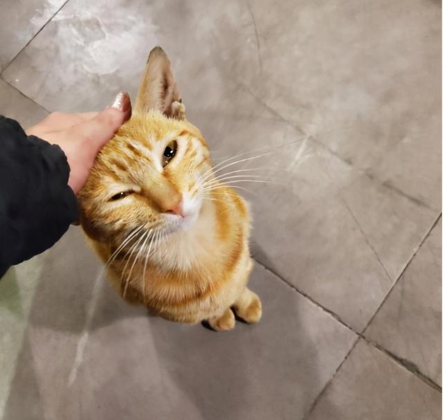 主人"摸猫头"的行为,在猫咪眼里,有这几种意思!