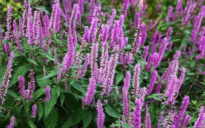 农村开紫花的野草香薷,花像刷子,对口臭有很好的作用