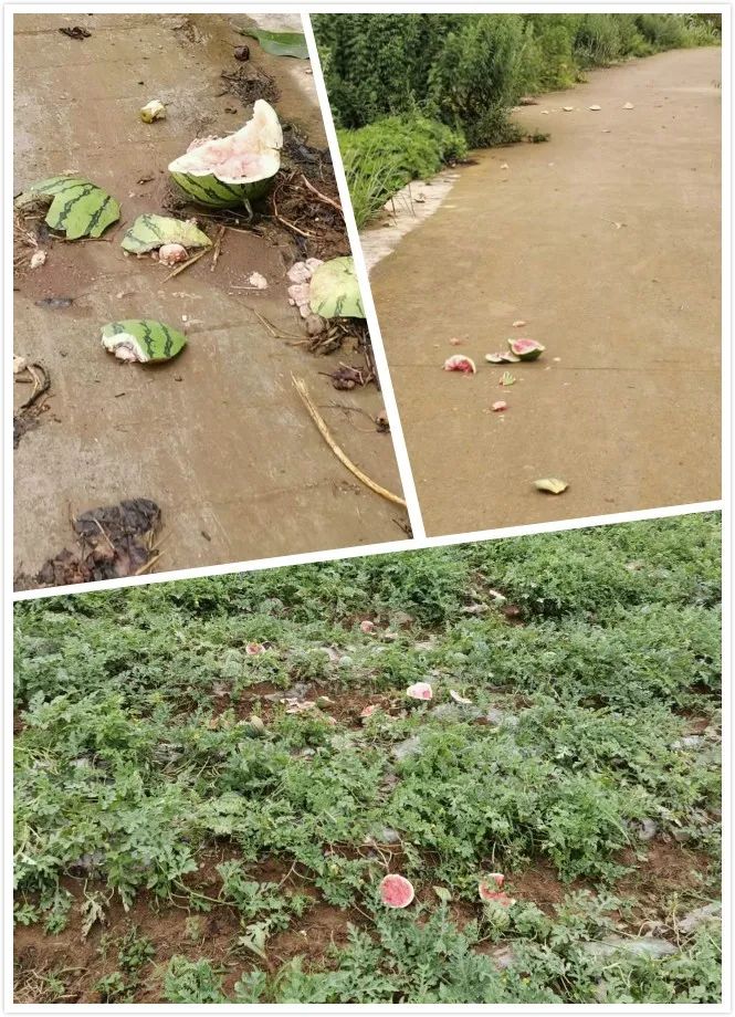 热点|几百个西瓜被砸烂在地里,瓜农心疼坏了!14个小孩:真好玩