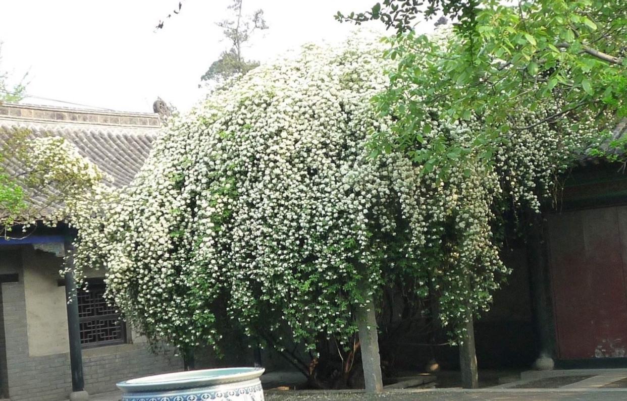 "花卉霸主"木香花,花开似海,花香迷人,花期长,适合新手