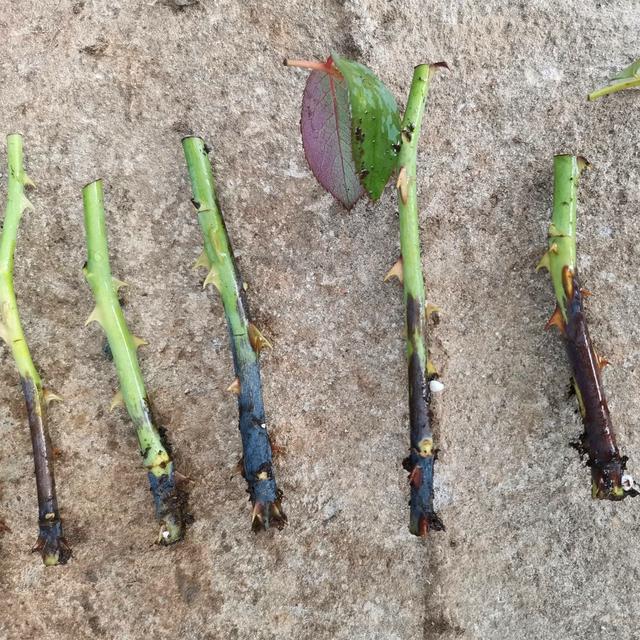 秋季扦插3种花,也能把成活率控制在80%以上,遵守4要素就能做到