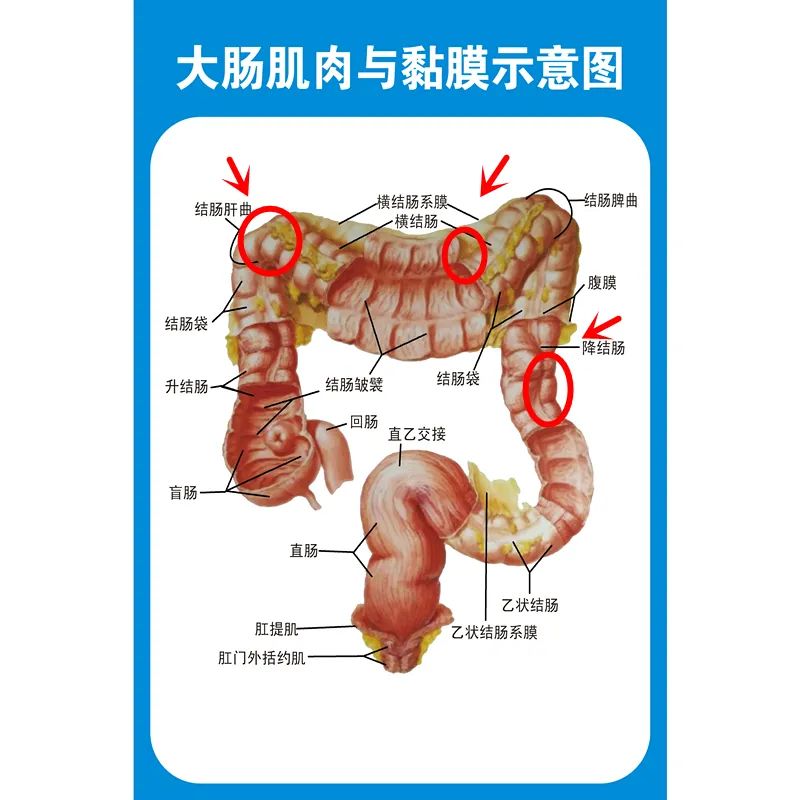 肠系膜位置解剖图图片