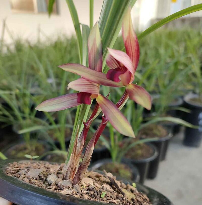 兰花春化的重要性及应对方法