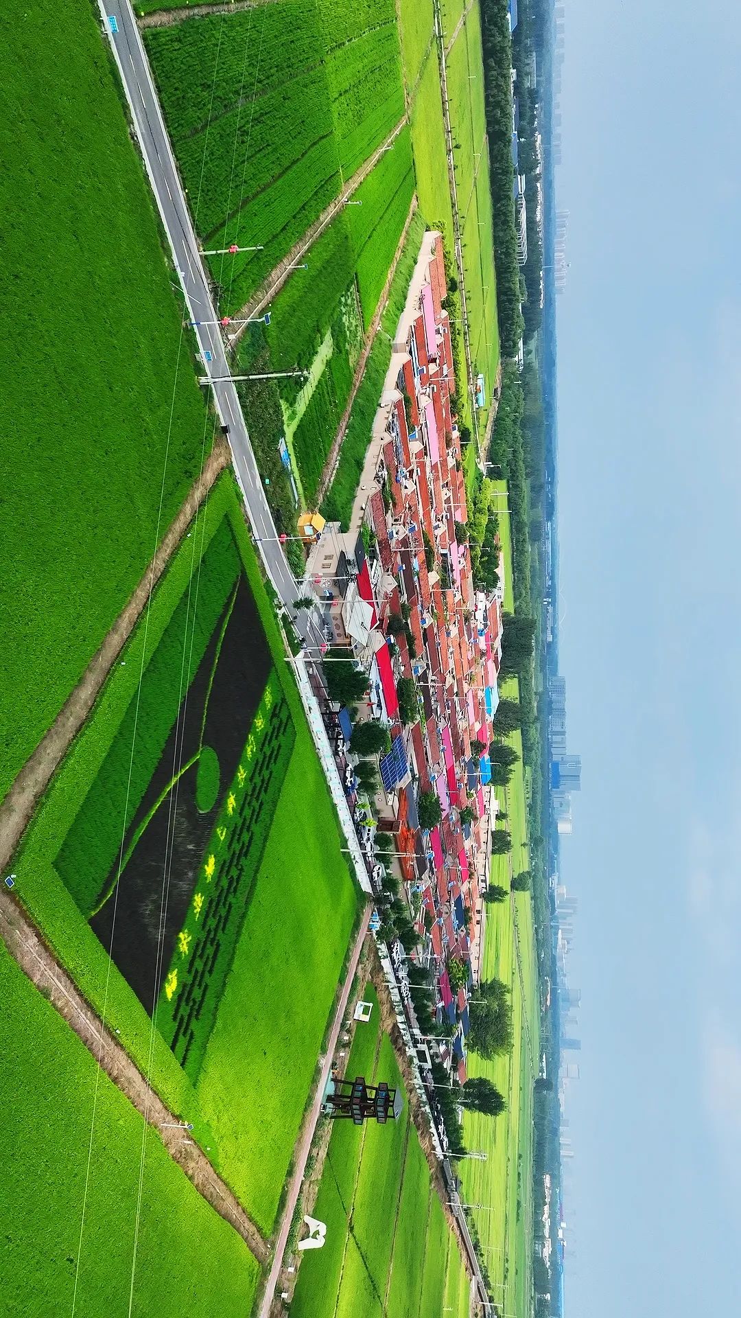 吴家堡这里的"稻田画"美翻了!