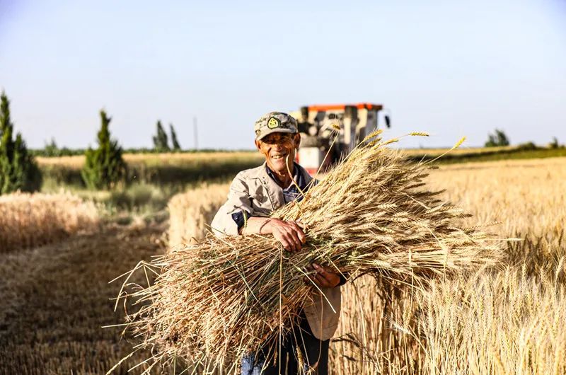 丰收宁夏,沉甸甸的果实,有他们勤劳的付出