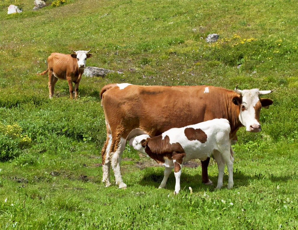 母牛产后奶水少怎么办?快学习!