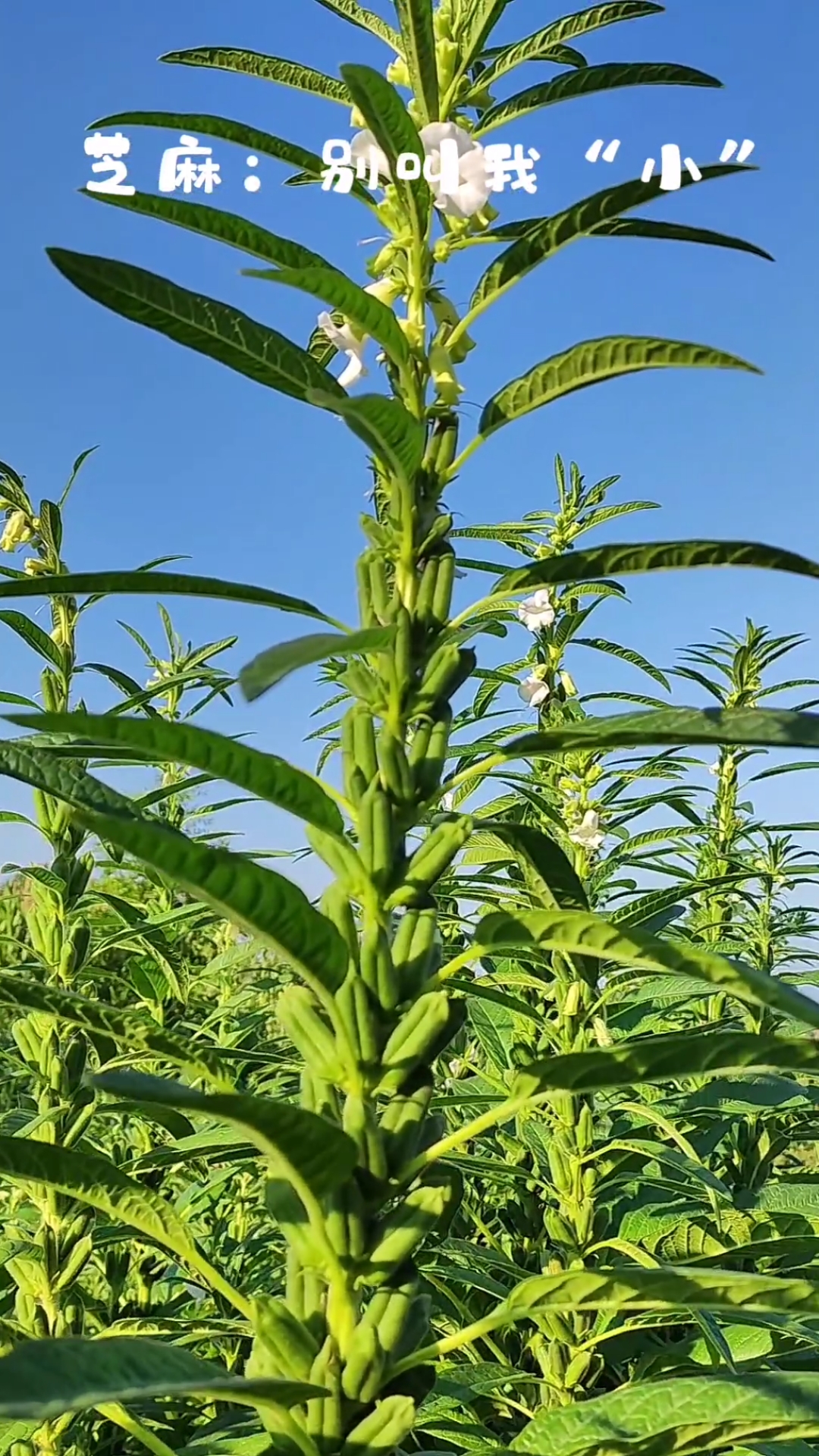芝麻:起点不过一粒微尘,终点竟在云霄之上!