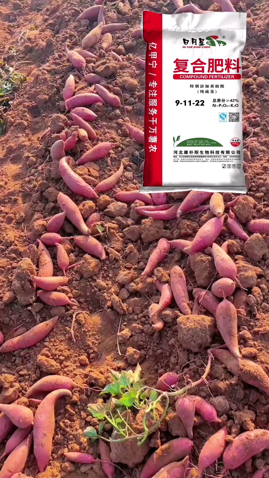 红薯专用肥,专业直供