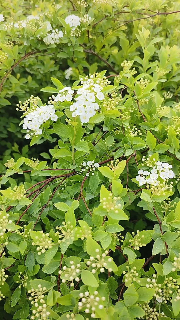 珍珠梅,蔷薇科珍珠梅属落叶灌木,虽名字中带"梅",却与寒冬傲