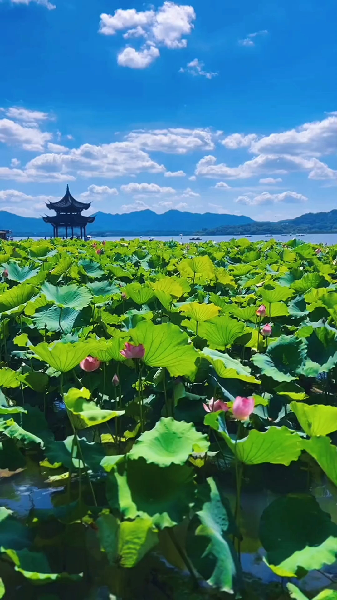 杭州西湖观荷花