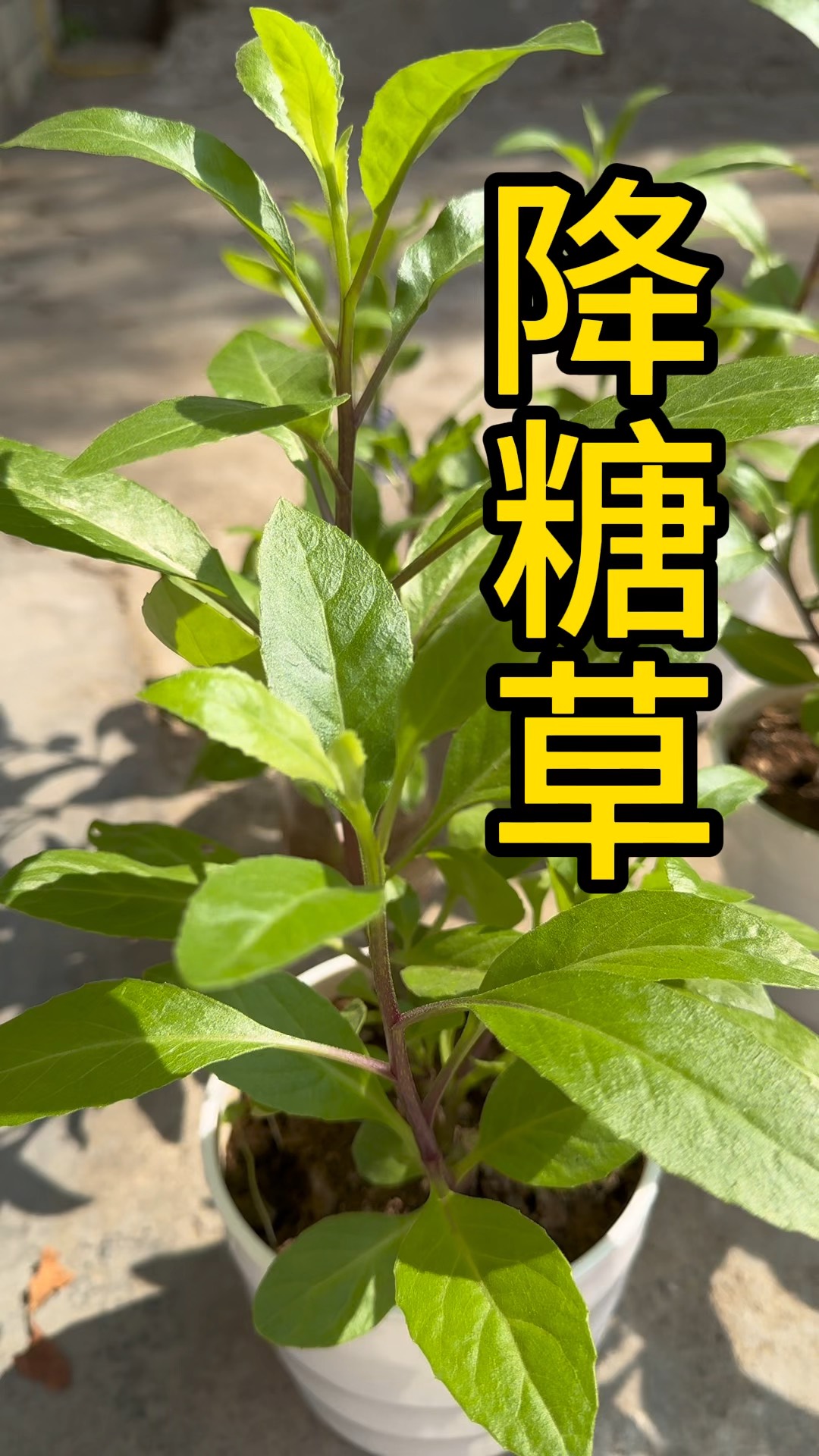 降糖草,聽名字就知道作用