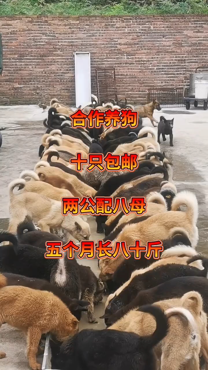 2021年养肉狗前景(2021年养肉狗能赚钱吗?)