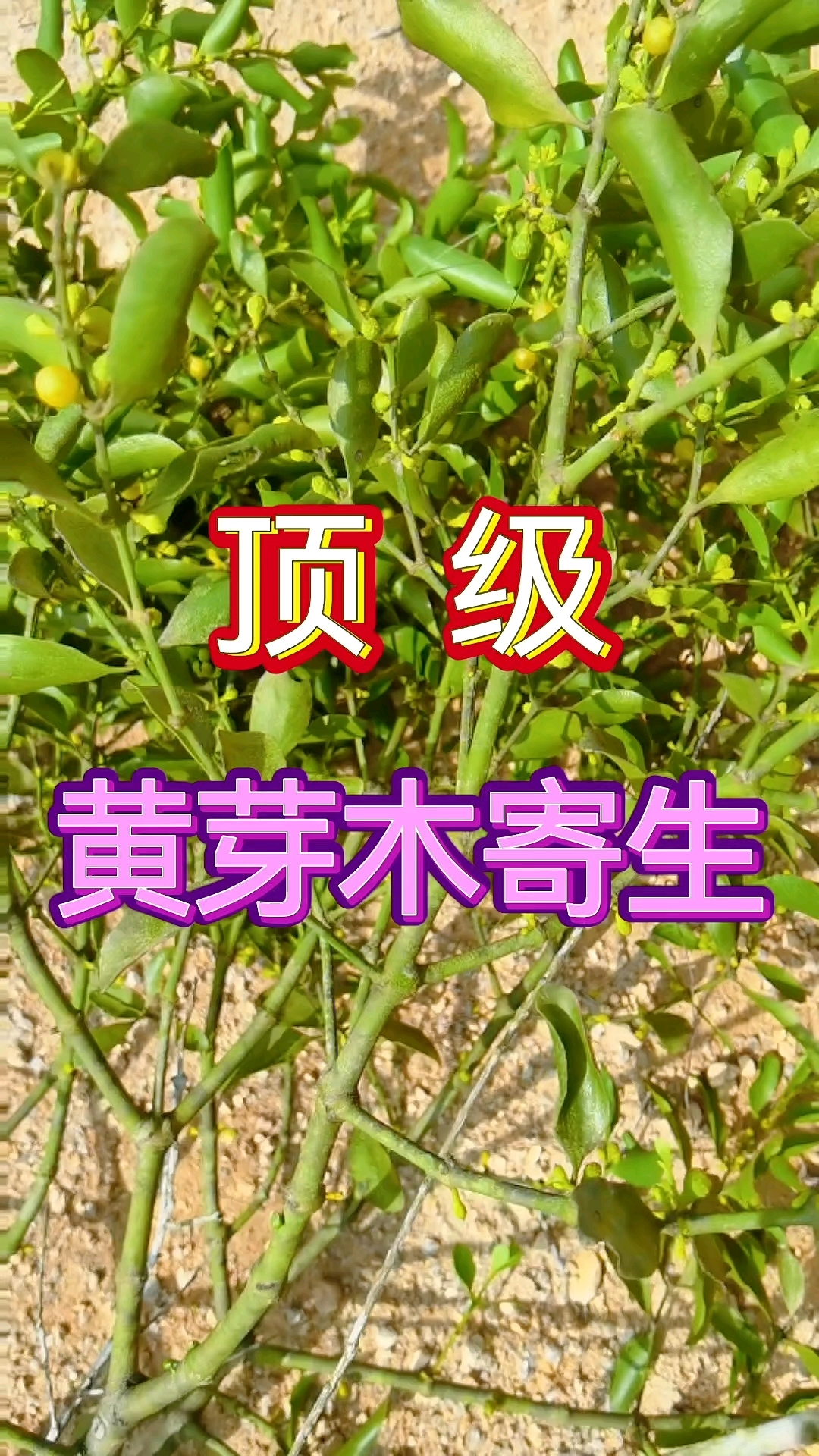 山西黄芽树图片