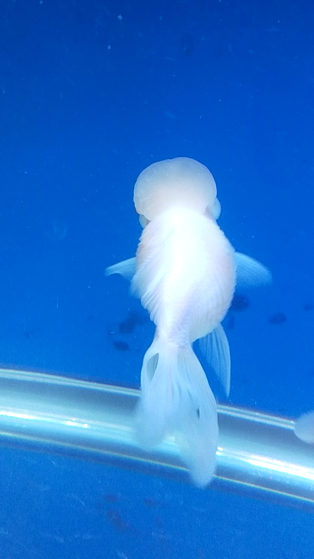 急急急,谁知道鹤顶红金鱼怎么了?新入缸的.不会养,求助大神们