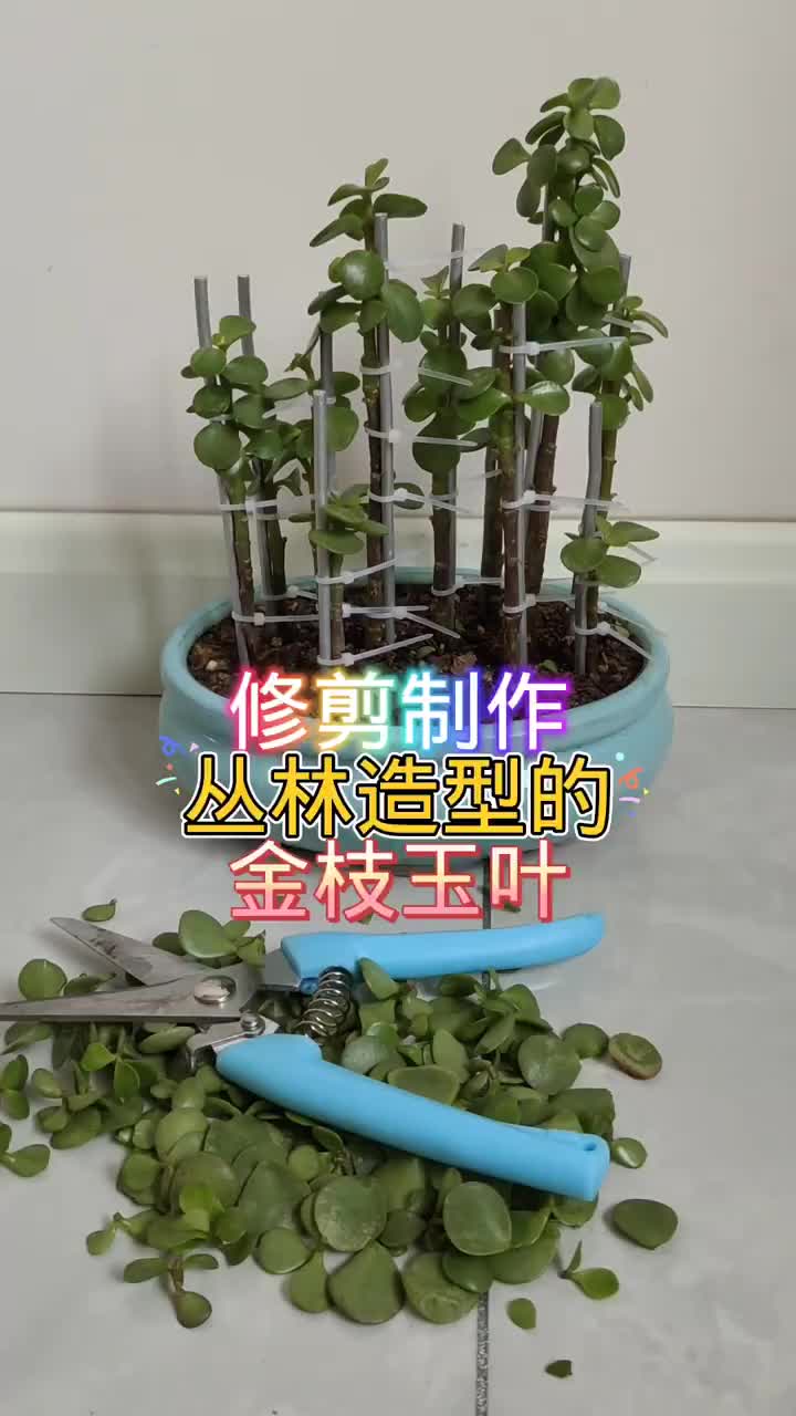 修剪制作丛林造型的金枝玉叶