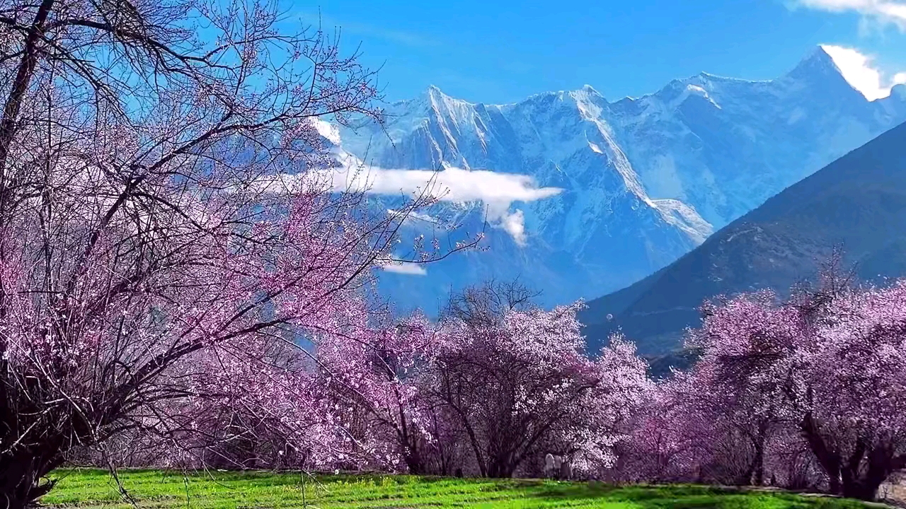 醉美林芝南迦巴瓦桃花