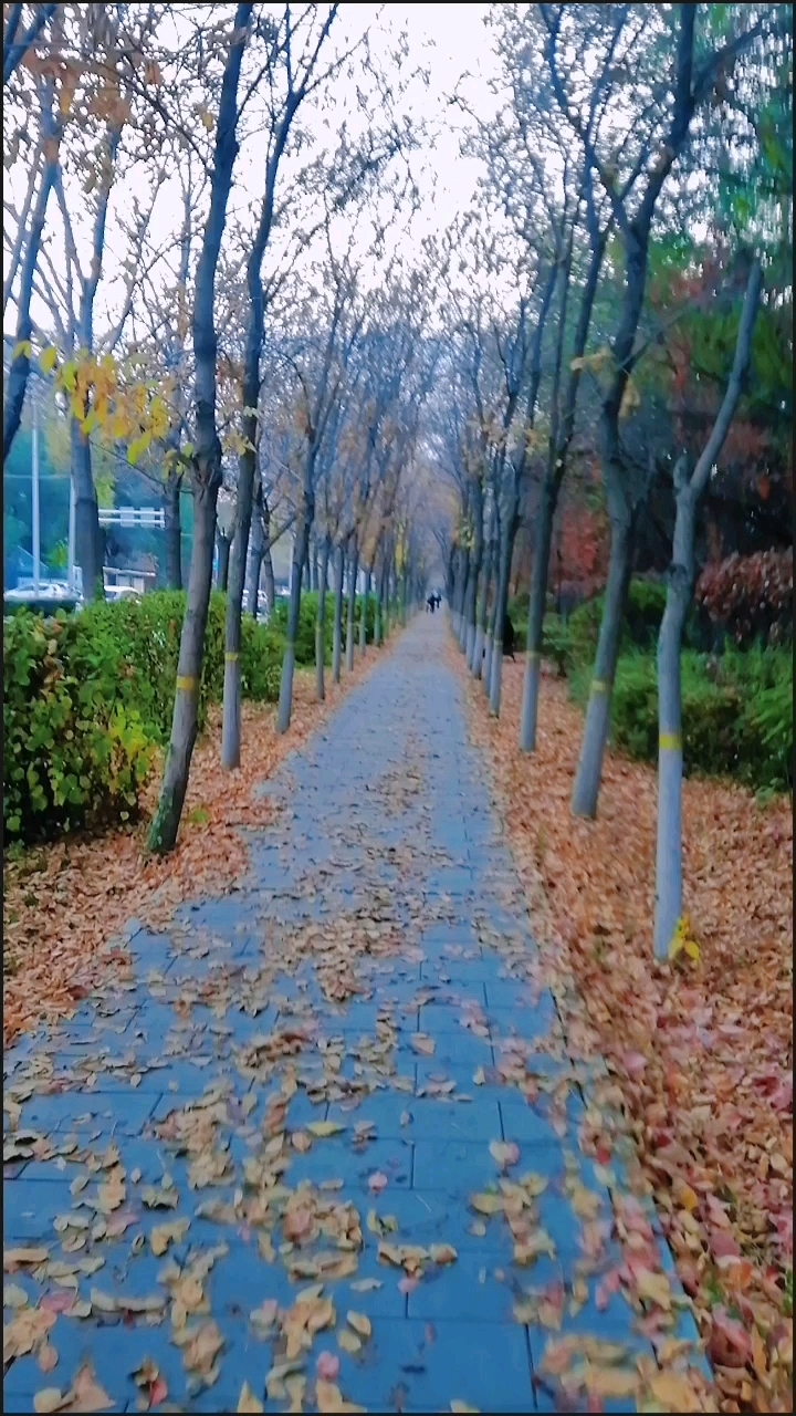 深秋落叶随拍:不求所有的日子都泛着光,只愿每一天都承载着健康