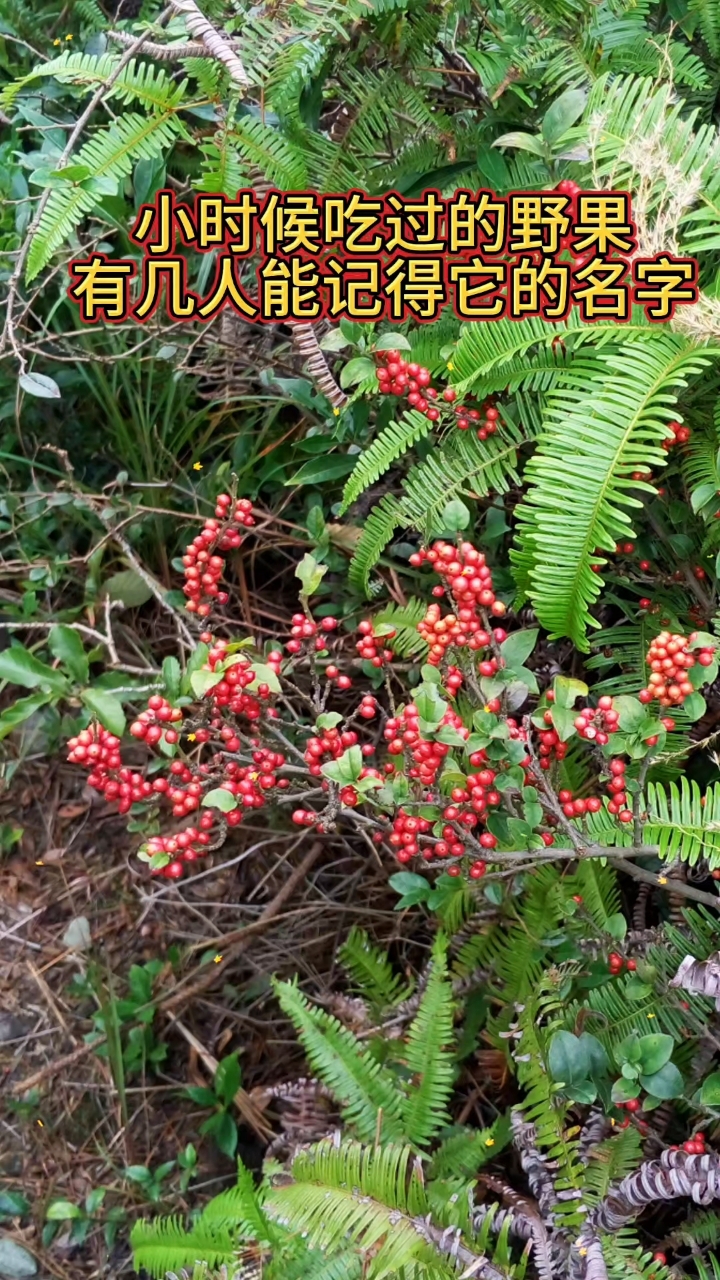 这红通通的山果太可爱了,有人吃过吗?