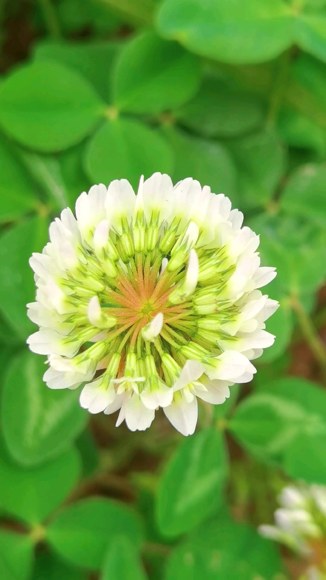 立夏三叶草花盛开的美