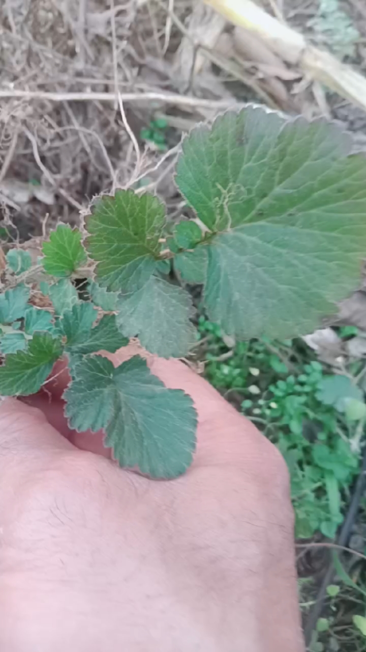 蓝布正,大家认识之后可以煮鸡吃,炖肉保汤喝-度小视