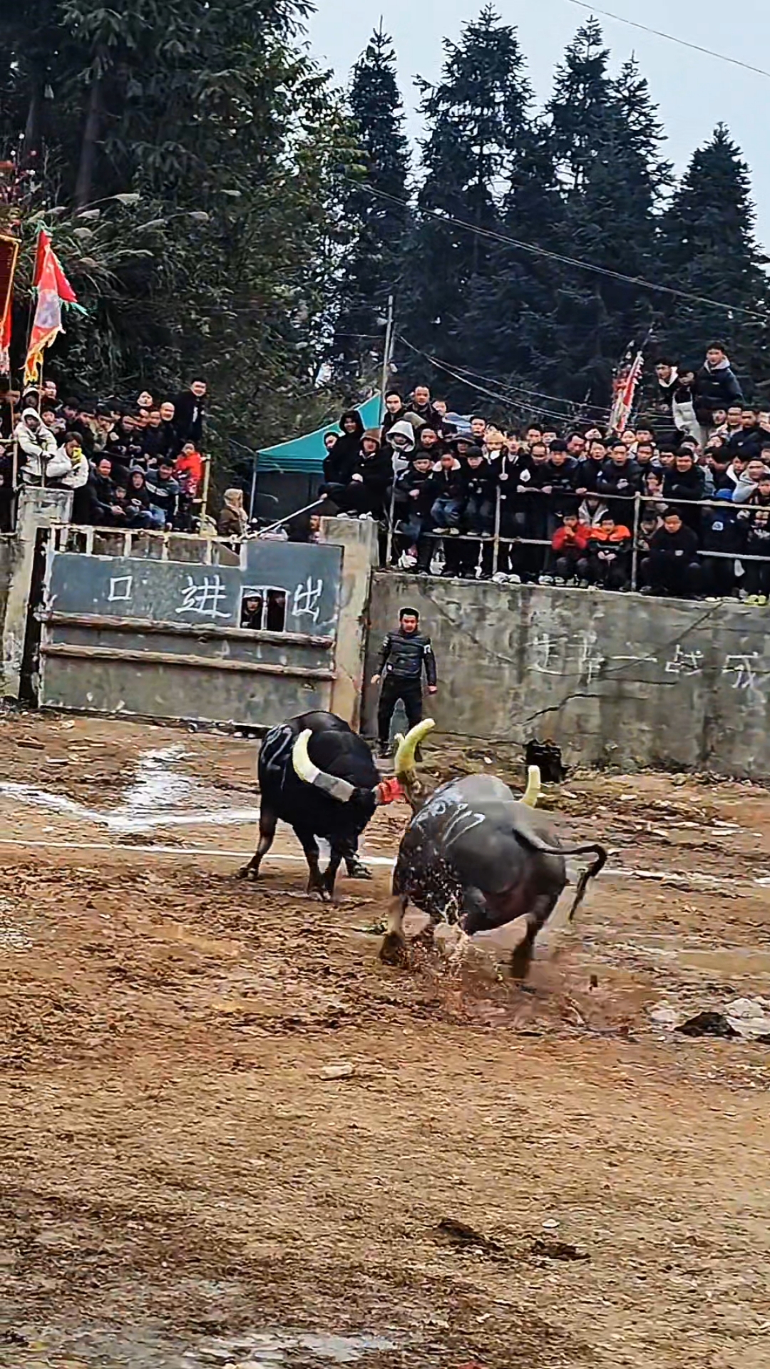 牛王争霸赛:野兽出笼,来势汹汹,勇猛大碰