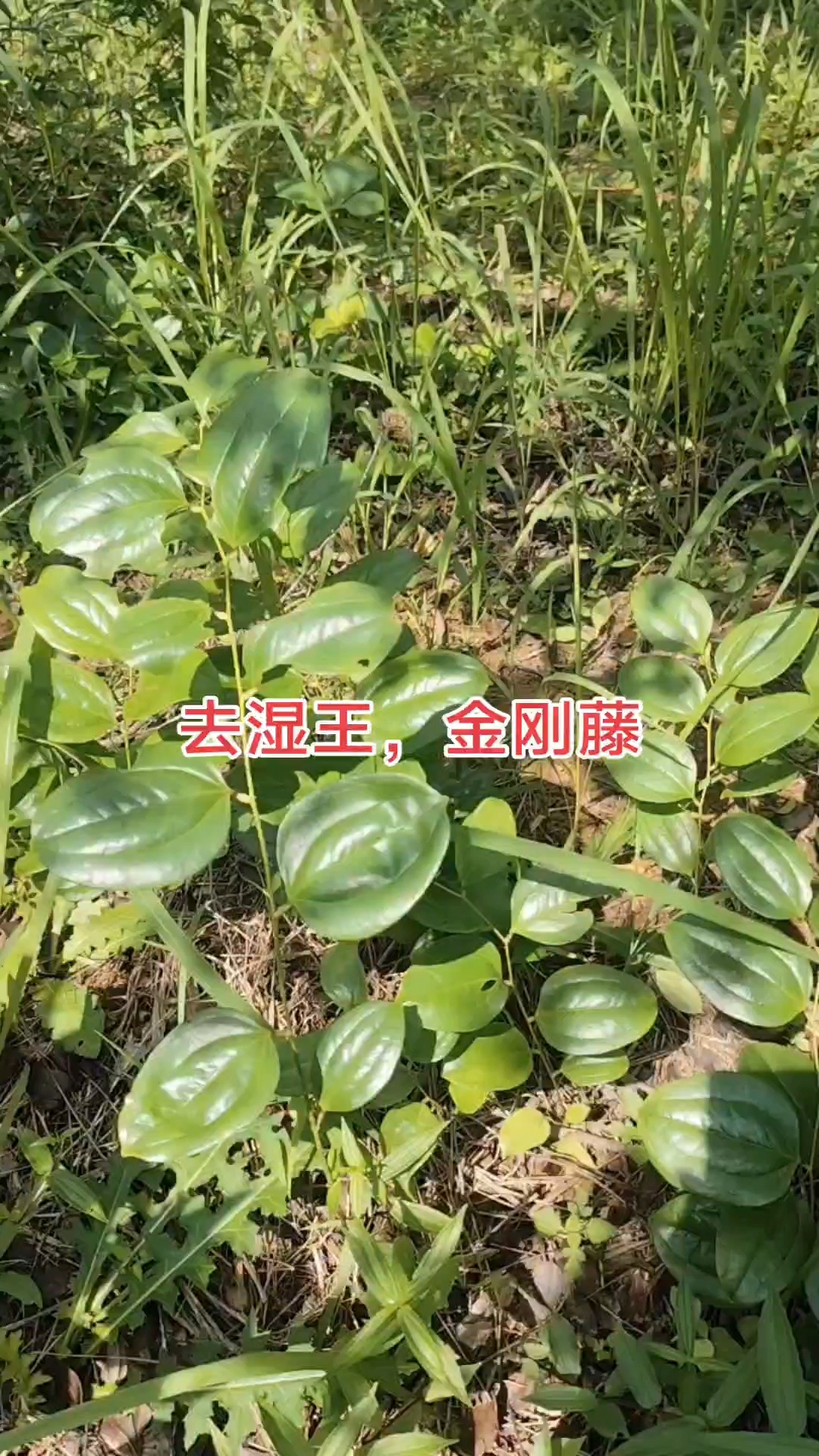 金刚藤,祛湿消肿,清热解毒,活血散结