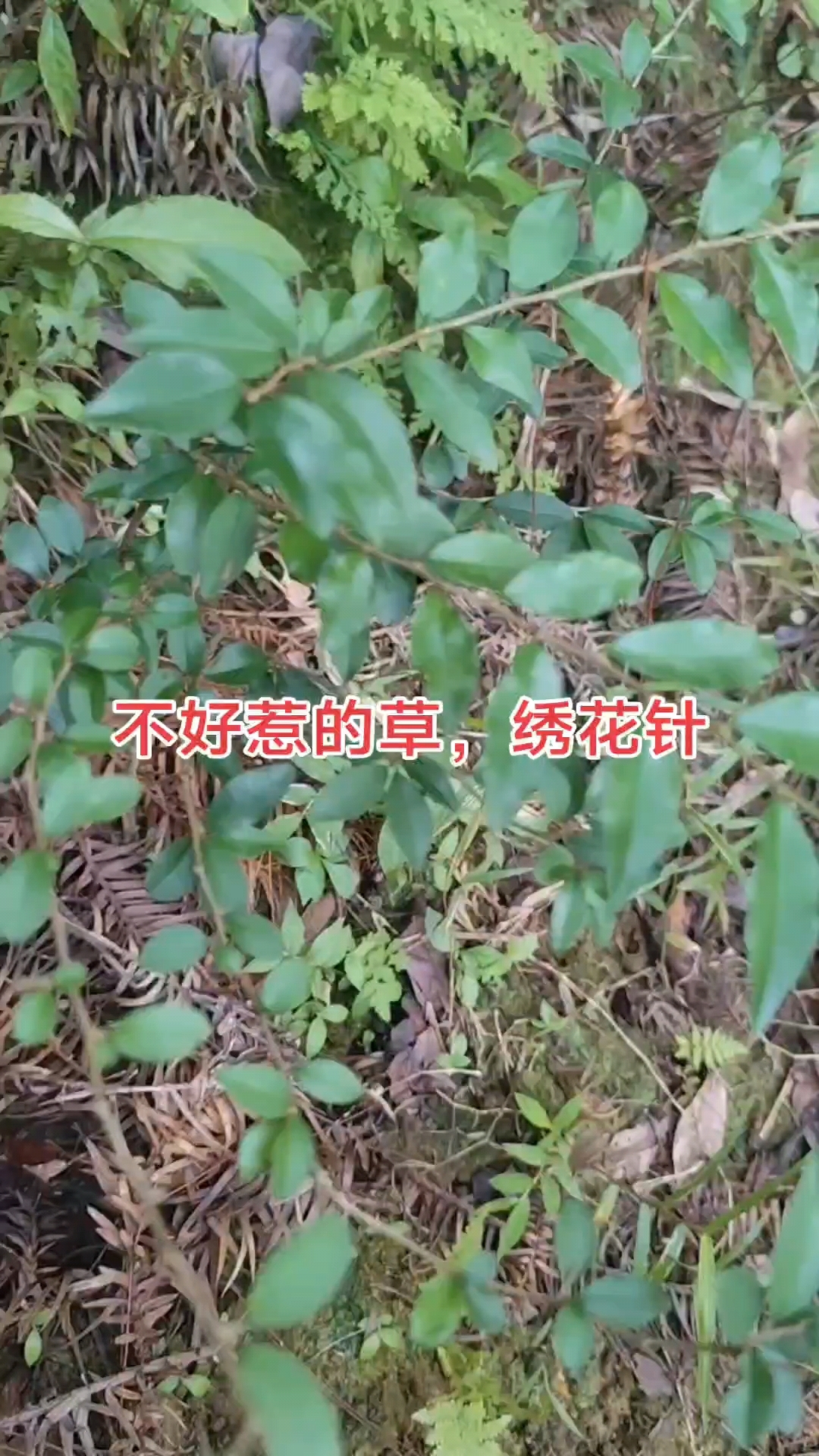 绣花针功效,祛风利湿,活血消肿,消炎止痛,调经补血