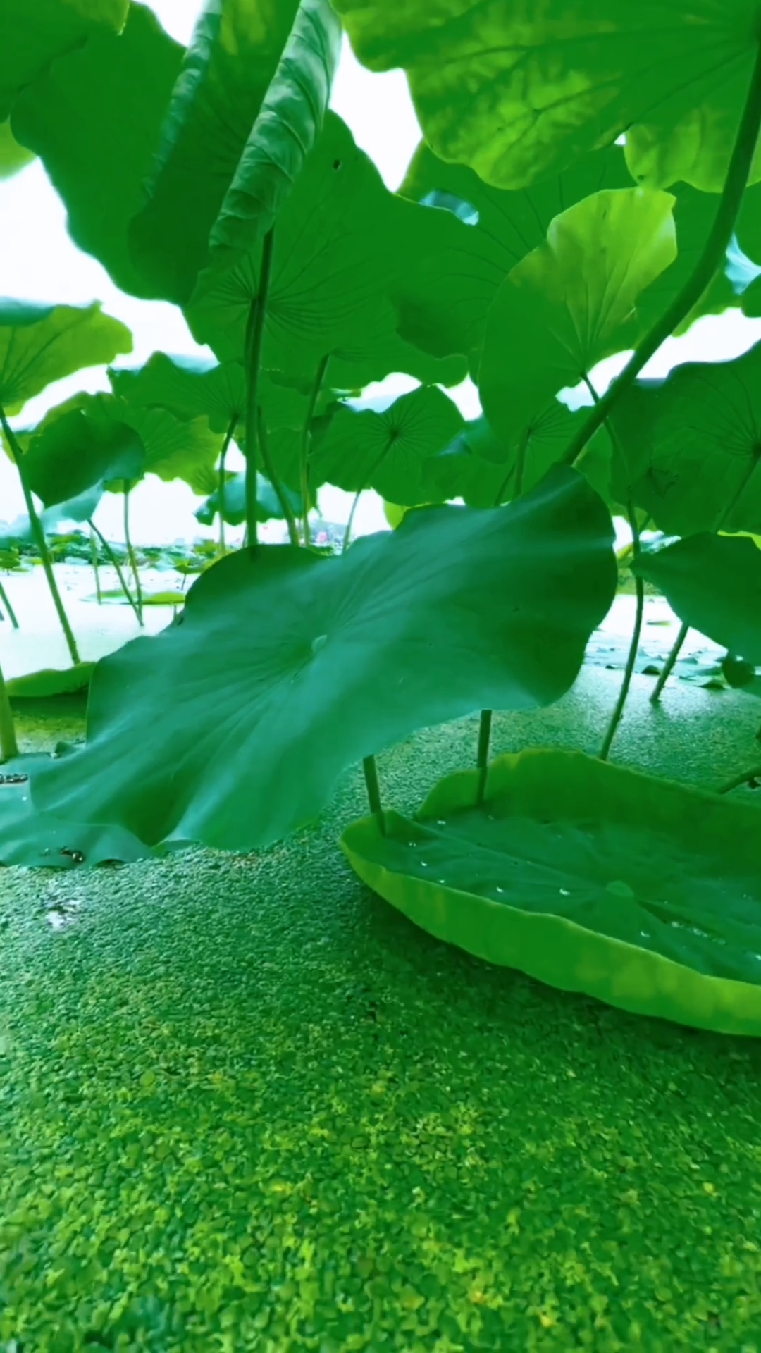 荷叶圆圆的,荷叶绿绿的,荷叶是夏天里一首清凉的小诗.