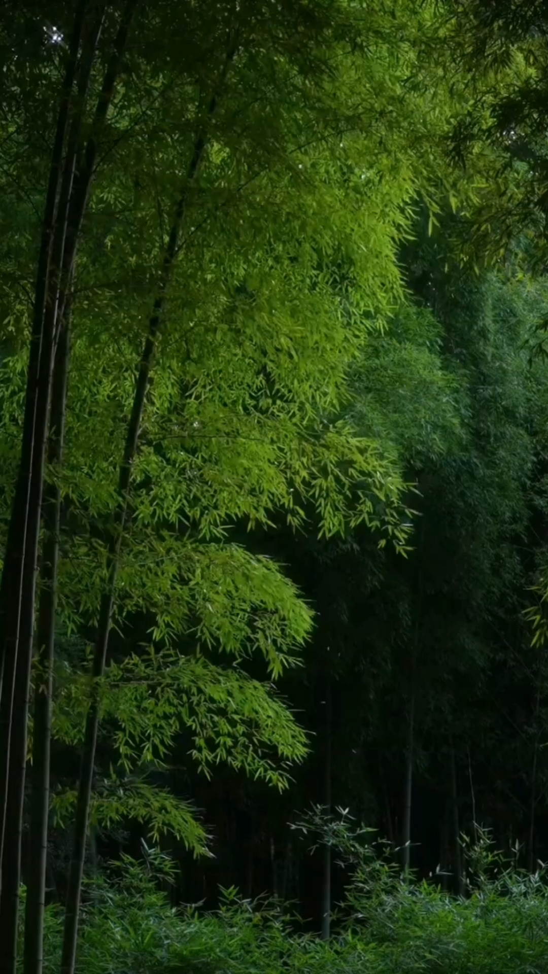 竹林里,听夏日缠绵,风吹叶动,尽显婆娑的画意.