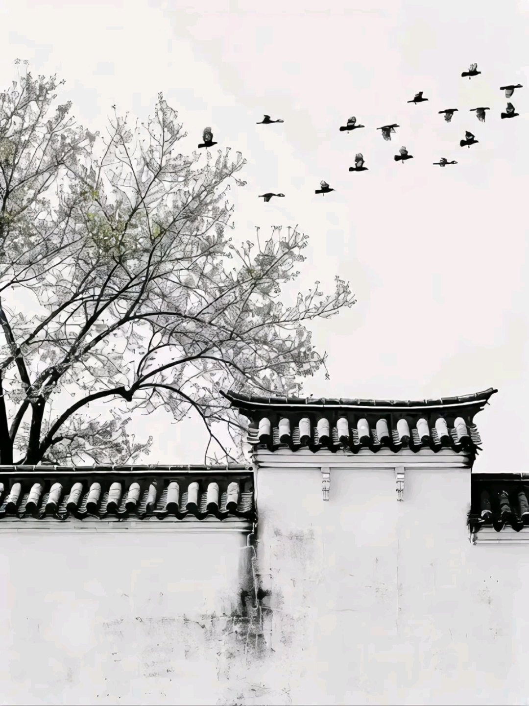 白墙黑瓦,老树无言相伴.在这古朴的角落,时光慢了,心也静了