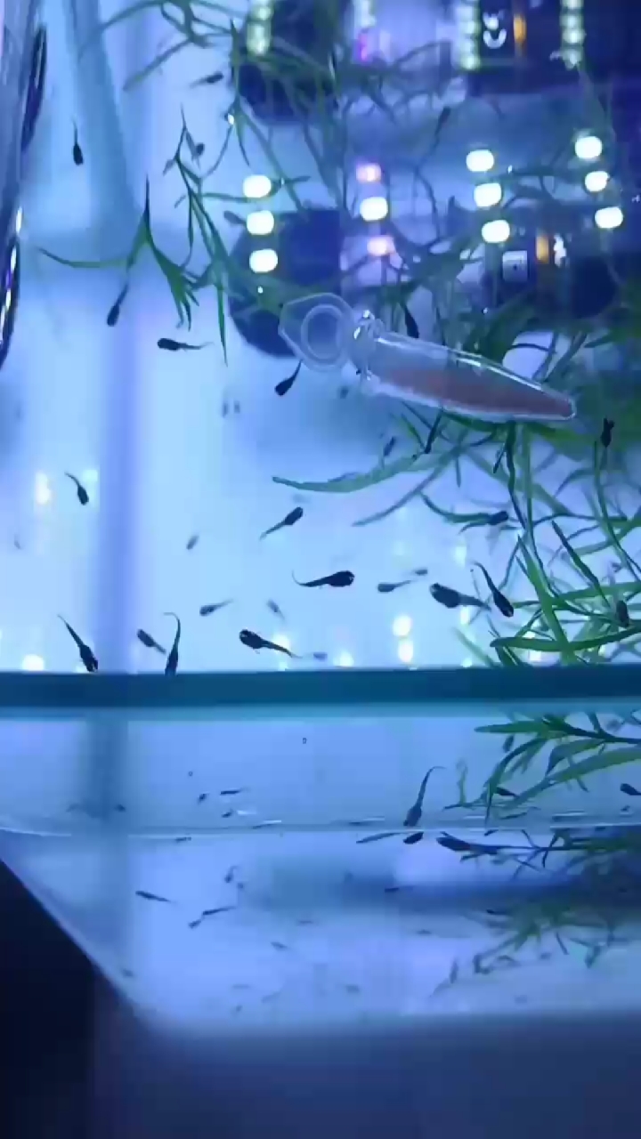 孔雀鱼宝宝,一窝生了60多条!不愧是百万鱼!