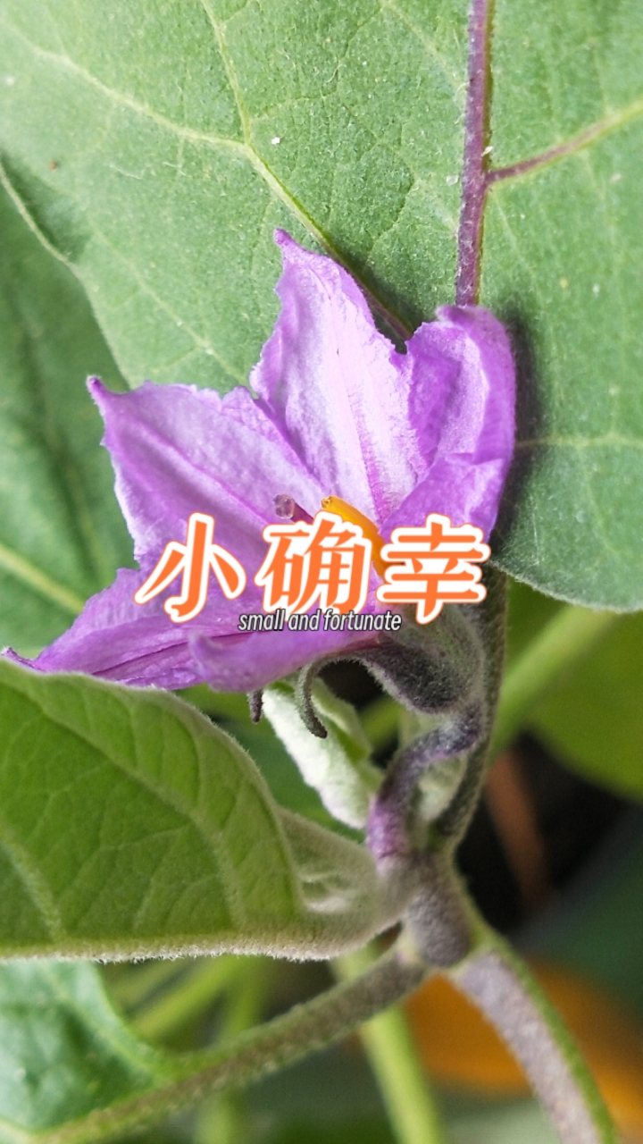 紫茄开花,原来也这么美!